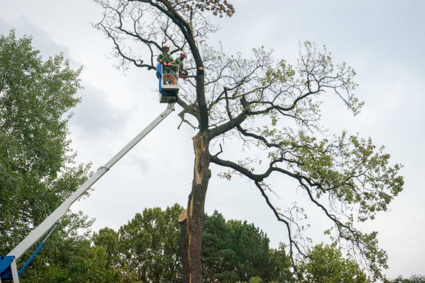 Reliable Fruitdale, CA Tree Services Solutions